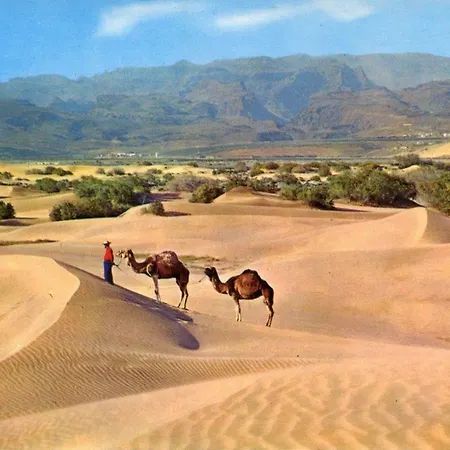 Donana 924
